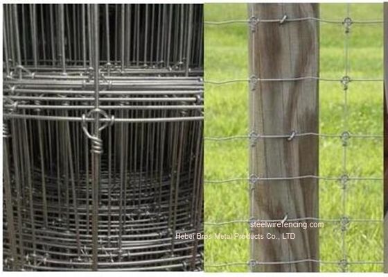 Chine Le grillage galvanisé de bétail de prairie/a fixé la barrière de cerfs communs tissée par noeud pour le pâturage fournisseur