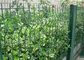 Décoration de barrière de jardin de fil soudée par vert avec la largeur de 1.5-3.0m fournisseur